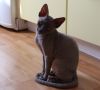 Отдам бесплатно котенка Канадский сфинкс