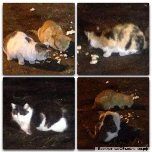 Очень нужен дом кошкам.котам,очень голодные