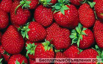 Компания предлагает Краснодарскую клубнику