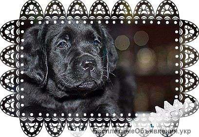 Девочка лабрадора. черный окрас