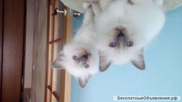 Котята Священная бирма