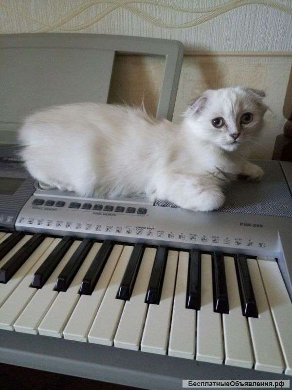 Белый Шотландский вислоухий котенок (девочка)