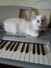 Белый Шотландский вислоухий котенок (девочка)
