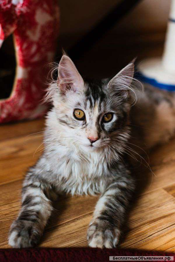 Мей куна