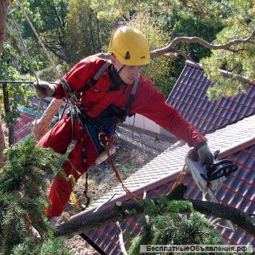 Спил и удаление аварийных деревьев