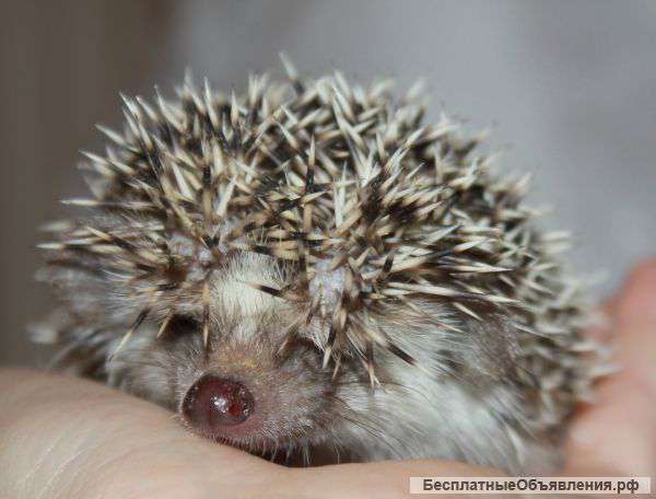 Карликовый африканский еж( малыш)