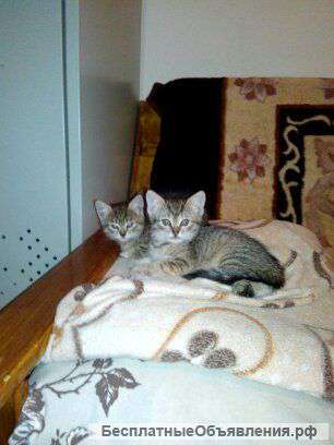 Котята