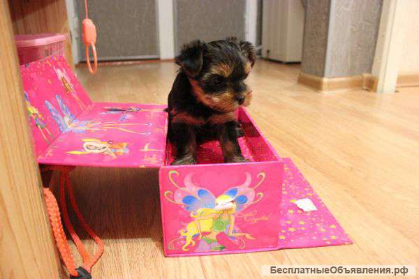 Йоркширский терьер стандарт