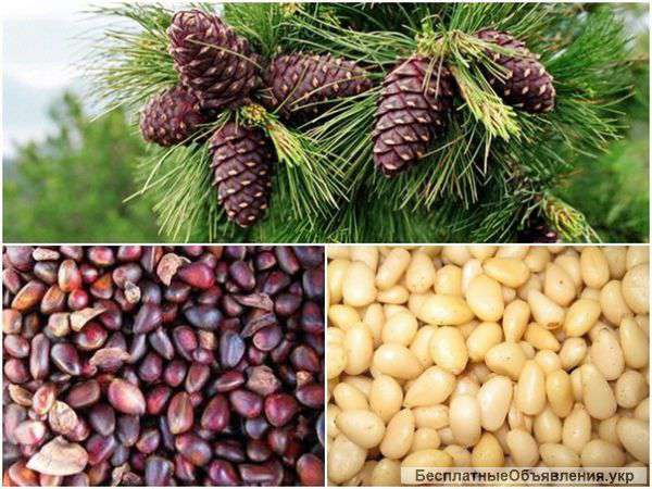 Ядро кедрового ореха