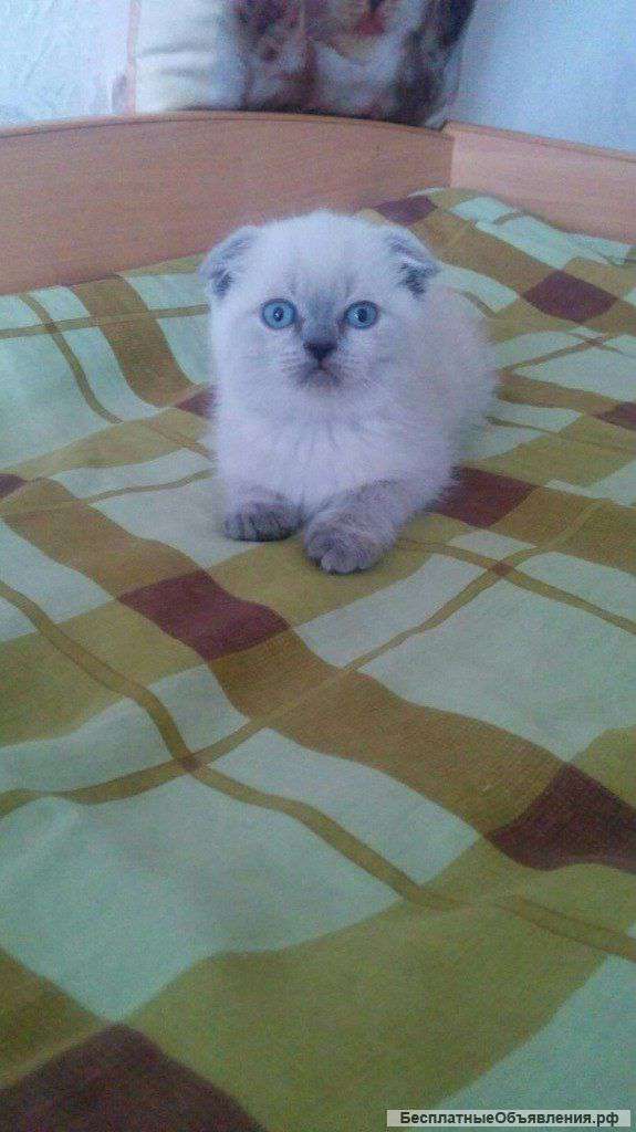 Котята шотландские