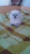 Котята шотландские