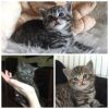 Породистые британские котята в резерв