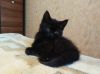 Котёнок нежный (метис)