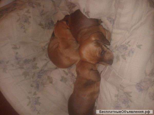 Щенков таксы