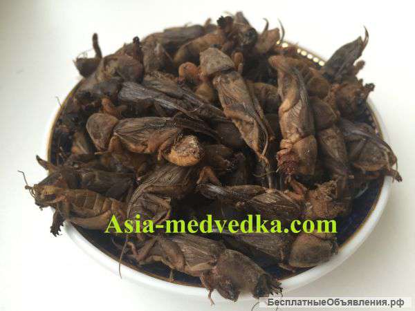 Сушеная медведка от туберкулеза