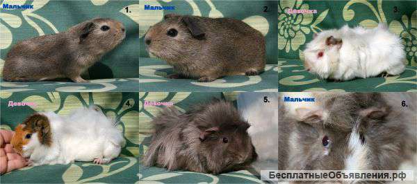 Морские свинки, мальчики и девочки