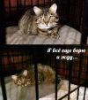 Очень нужен дом доброй кошечке