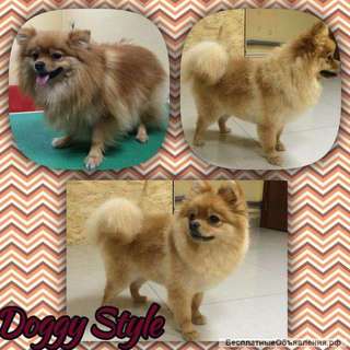 Экспресс-курс по грумингу «Курс по уходу за домашними животными»