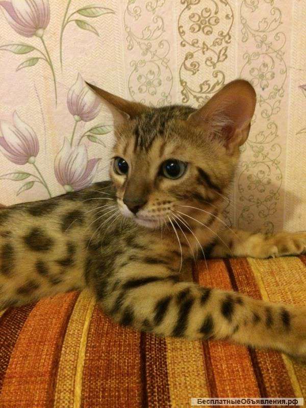 Бенгальские котята