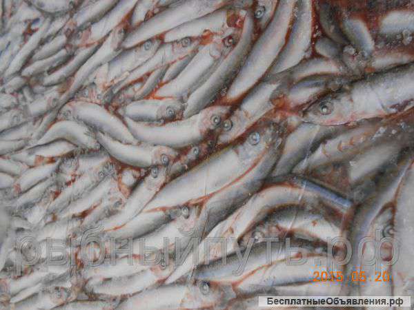 Кильку свежемороженую оптом в Крыму