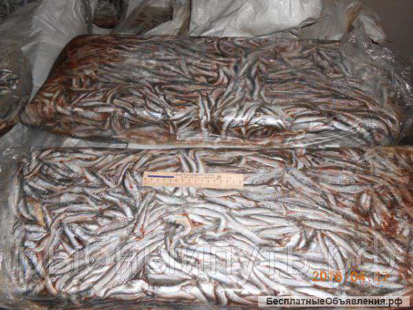 Кильку свежемороженую оптом в Крыму