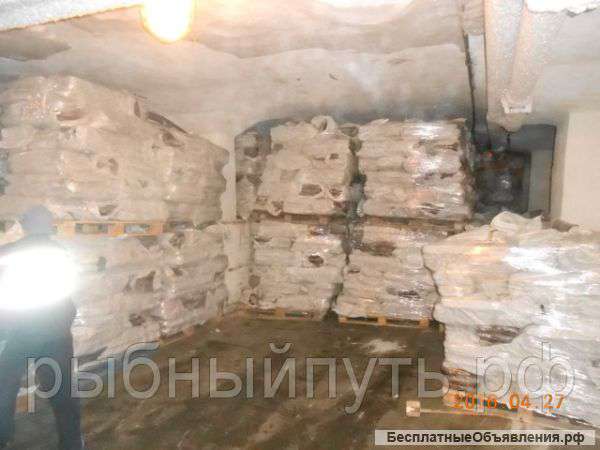 Кильку свежемороженую оптом в Крыму