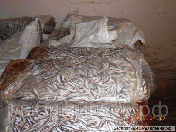 Кильку свежемороженую оптом в Крыму