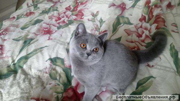Отдам британскую кошечку