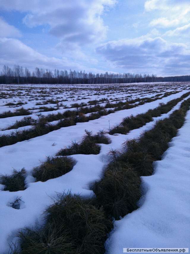 Сеянцы сосны обыкновенной. Лесосеменной район 10,11,12