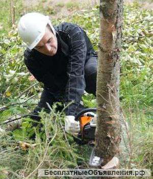 Спил деревьев Земельные работы