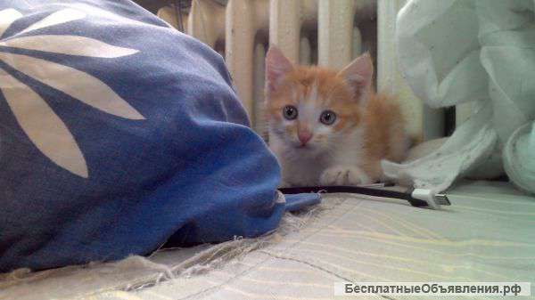 Отдам котенка