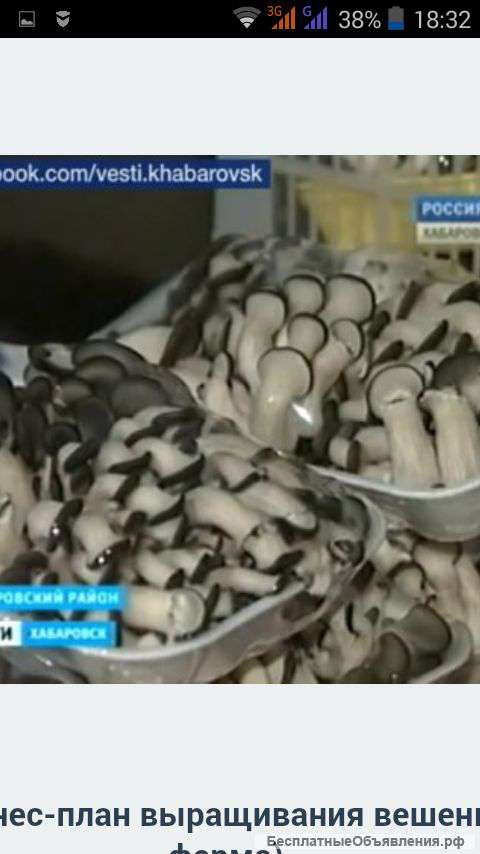 Грибы