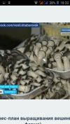 Грибы