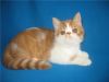 Экзотик котик 4 мес