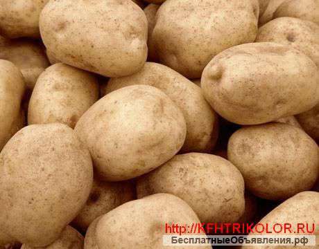 Оптом картофель продовольственный и лук
