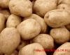 Оптом картофель продовольственный и лук