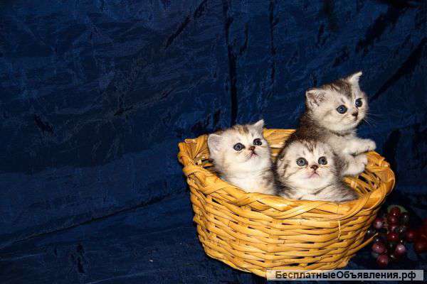 Корзинка антидиприссантов