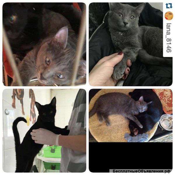 В хорошие и надежные руки чудесные малыши