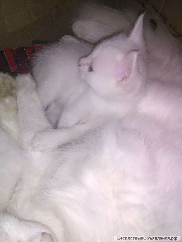 Двух белоснежных котят