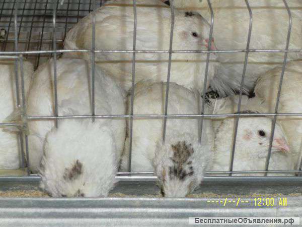 Подаю перепелов