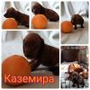 Тигровая девочка такса