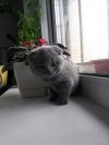 Британские котята ищут заботливых хозяев