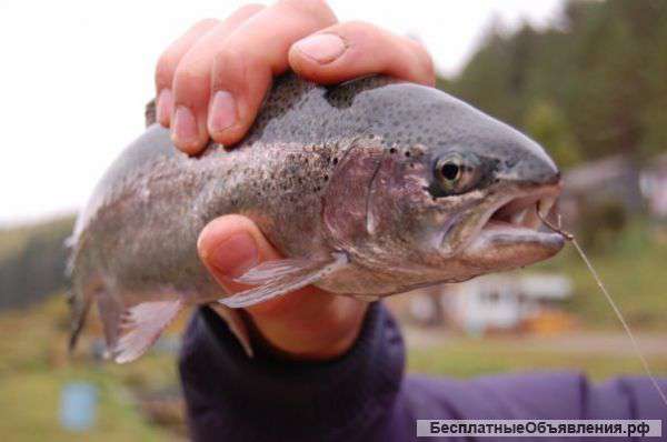 База отдыха, форелевое хозяйство "Царская рыбалка"