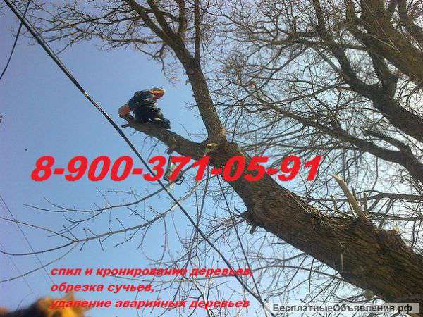 Спил и кронирование деревьев