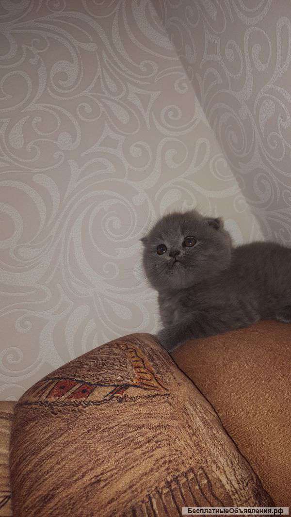 Плюшевое счастье