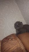 Плюшевое счастье