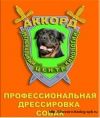 Профессиональная дрессировка собак в Региональном центре кинологии "АККОРД"
