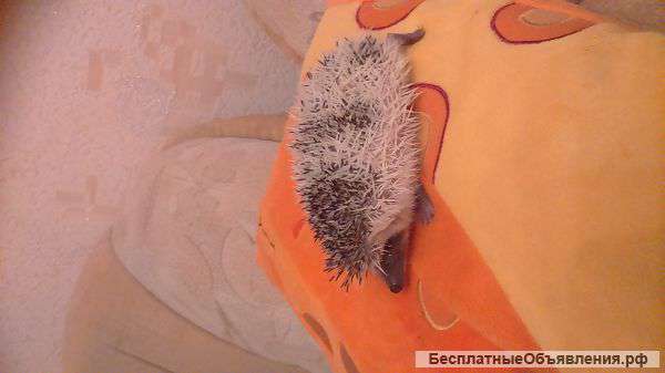Колючий комочек счастья