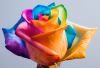 Радужные розы (сорт Rainbow) 4-5 цветов