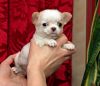 Чихуахуа куражный мальчик супер беби-фейс.РКФ